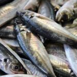 GOVERNO ANGOLANO PROÍBE PESCA DO CARAPAU ATÉ 31 DE AGOSTO