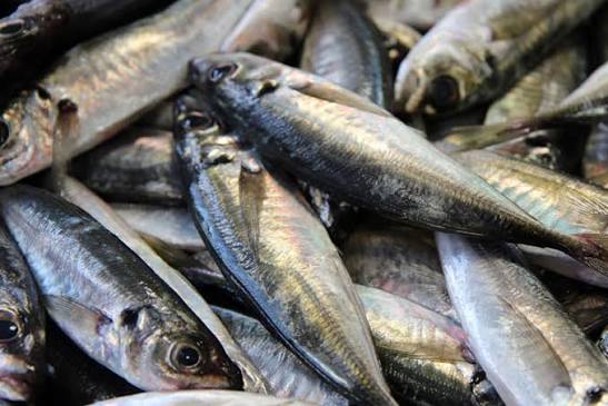 GOVERNO ANGOLANO PROÍBE PESCA DO CARAPAU ATÉ 31 DE AGOSTO